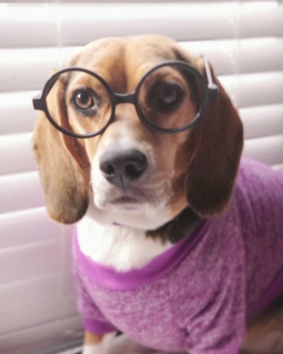 ThatPupZoey's tweet photo. Just graduated Harvard๐ค๐ฉโ๐๐๐พ
#toosmartforyou #harvard #thatpupzoey #beagle https://t.co/p0U7fO7VZl