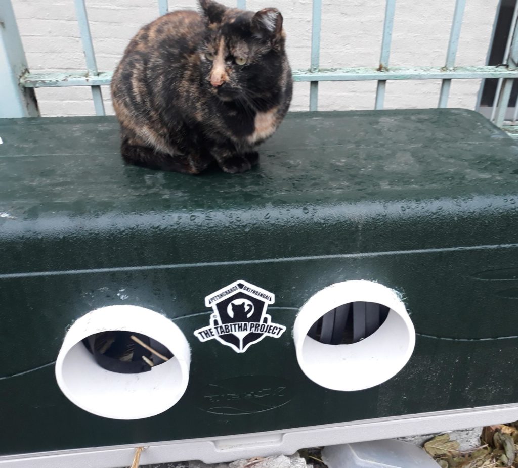 projecttabitha's tweet photo. #torticat approved.
Our popular 120qt double #catshelter at a #catcolony in the South #Bronx. #straycats #CatsOnTwitter #catsoftwitter #catsofinstagram #house #cats #cat #communitycats https://t.co/GplaybXim4