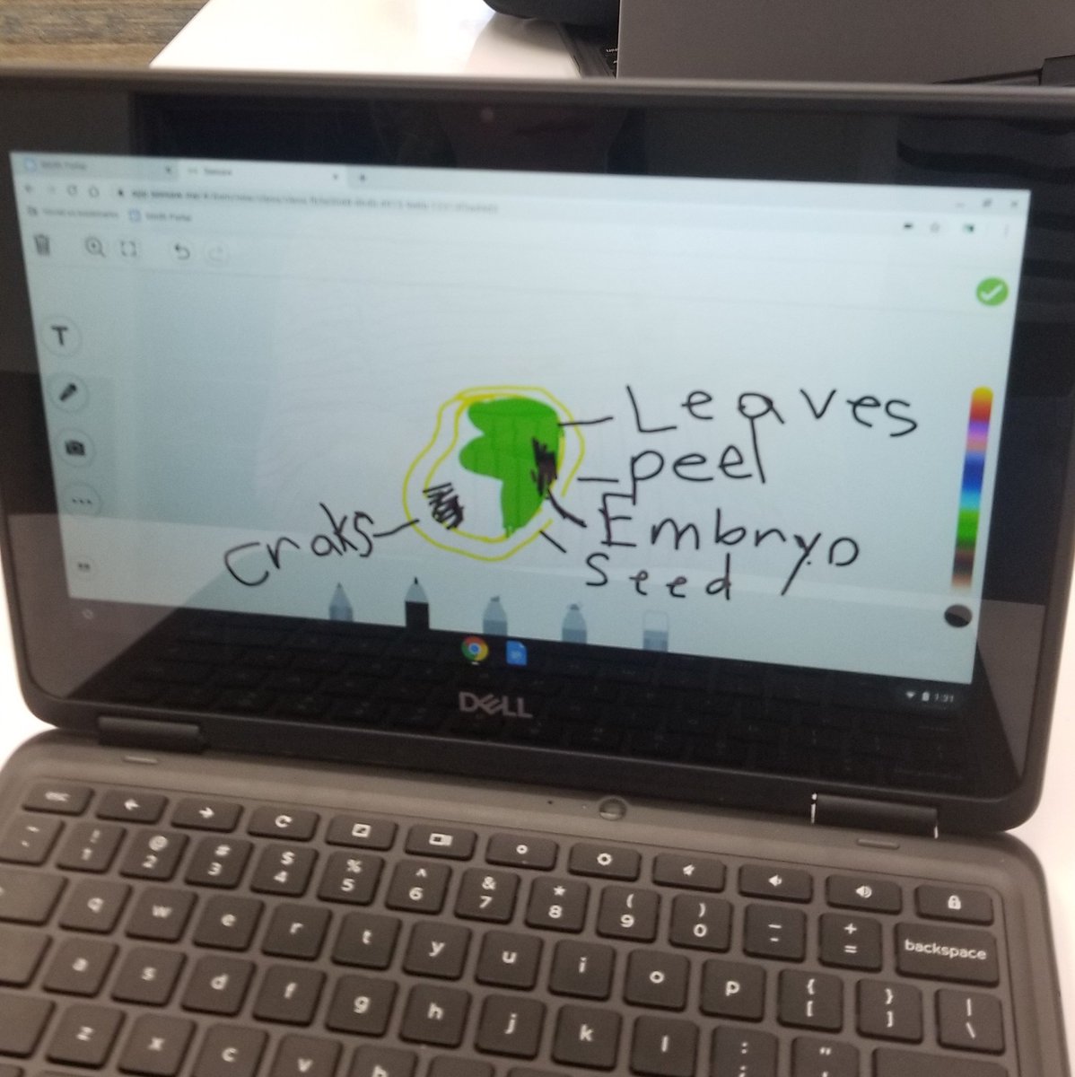 TosaTeam's tweet photo. Mrs. Sotello's second graders think like scientists as they record their details with @Seesaw digital tools.
#HBCSDFutureFocused 
#smithsurfers https://t.co/WPyVKPrWcx
