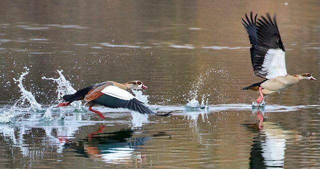 TorbenSprt's tweet photo. Egyptian Goose#bird_brilliance #geoleserfoto #canon_photos #tierfotografie #canondeutschland #canonphotography #bestanimalpics #hobbyfotografie  #bielefeld  #vogelfotografie #canonfotografie  #vogelfotografie_deutschland #birdsofinstagram #raw_birds #bir… https://t.co/nQRjTXxyk9 https://t.co/tsn0geSlL9