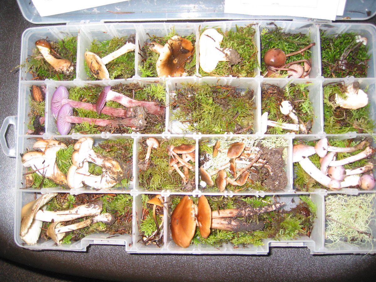 Display of mushrooms