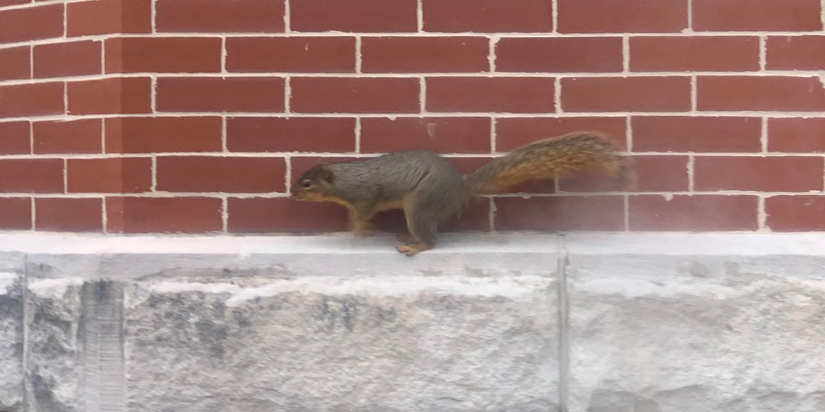 A squirrel running up the stairs of Pickard Hall then across the building trim to avoid the wintery ground.