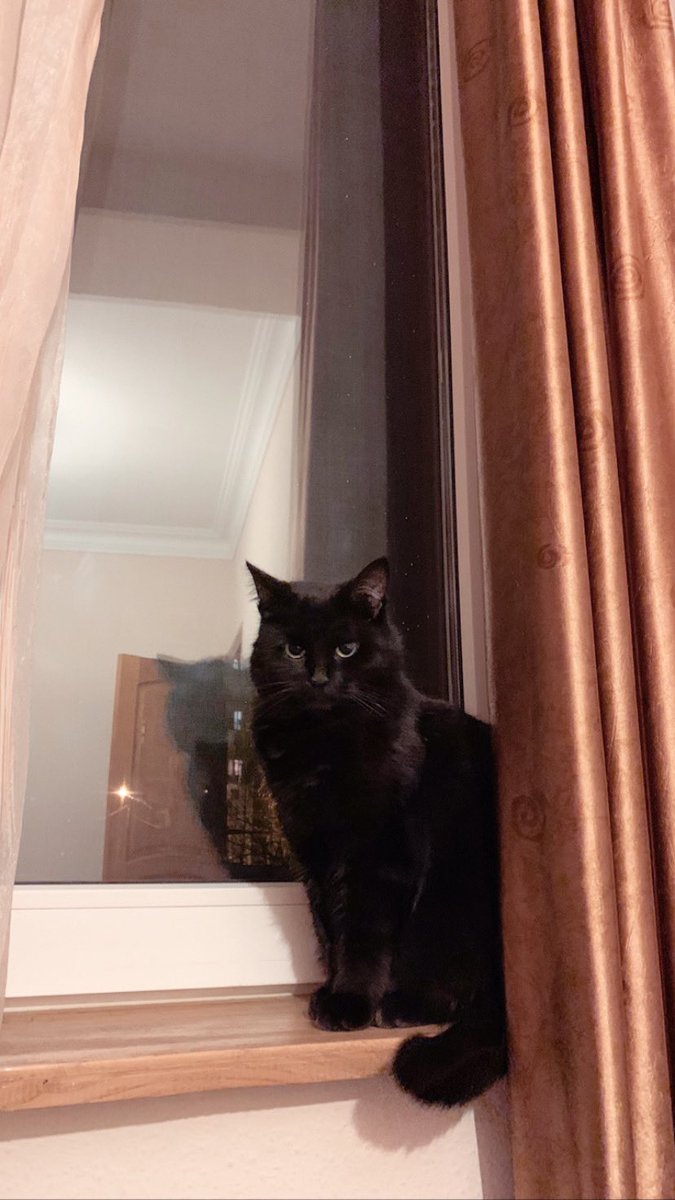 tomashofficial's tweet photo. 🖤#cat #pet https://t.co/RO0E7RuDQ8