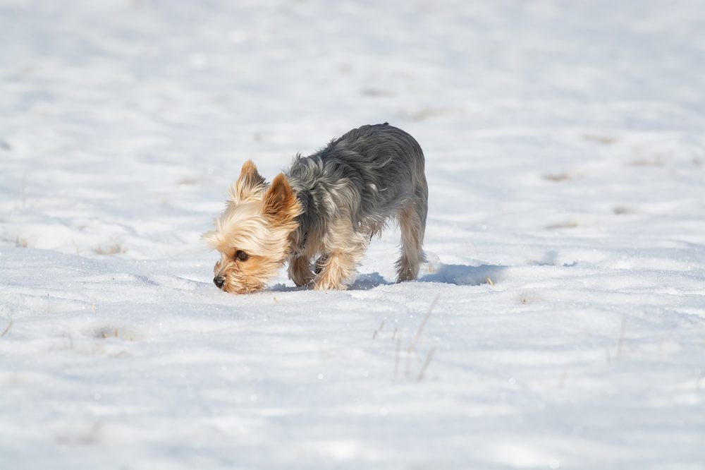 DogClubLife's tweet photo. Love dogs? Check out https://t.co/NSDdYipJWz for affordable dog accessories. FREE Shipping Worldwide #dogs #dog https://t.co/j3BUWBsD1f