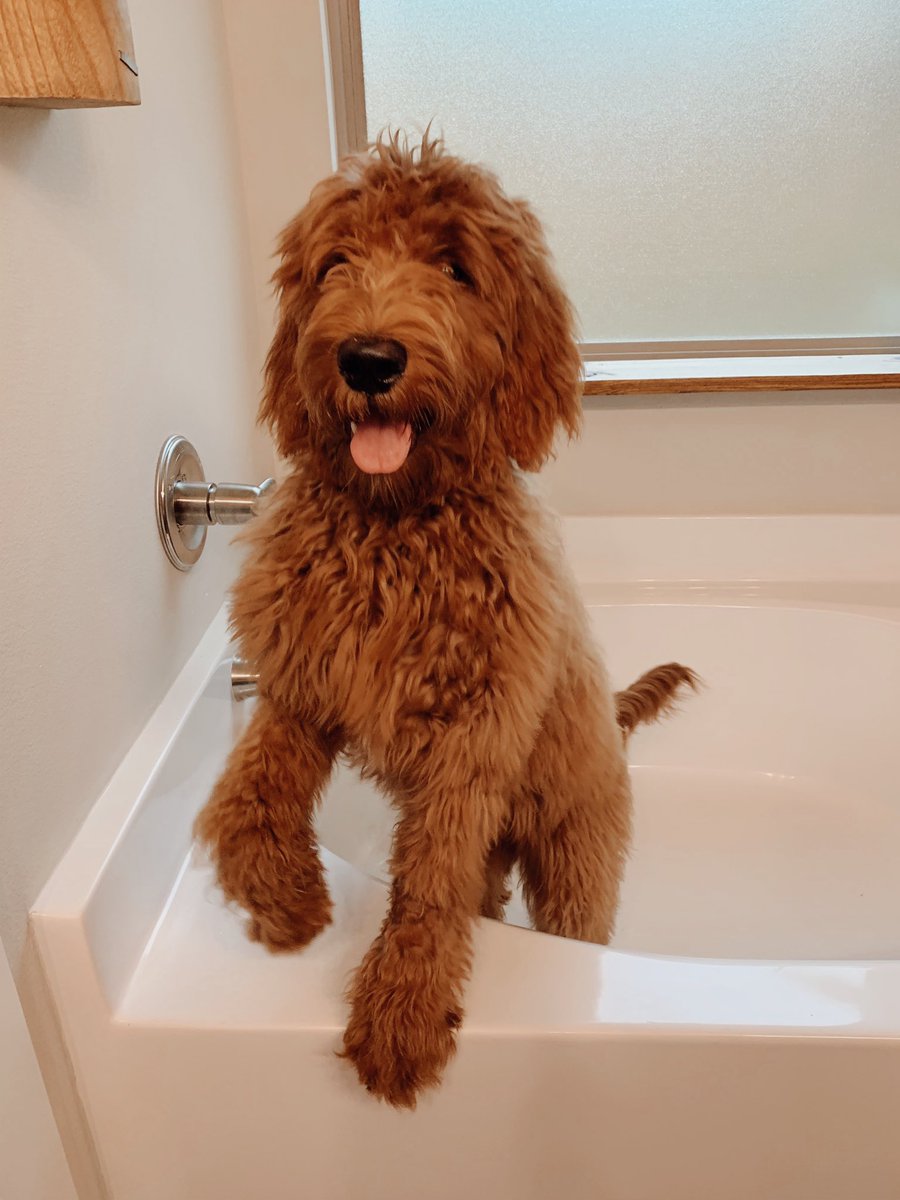 annaelundy's tweet photo. Melchizedek and Melchizedek 

(I know. But it was either the dog or our first born son. Take it up with my husband) https://t.co/x7jKiOpEKf