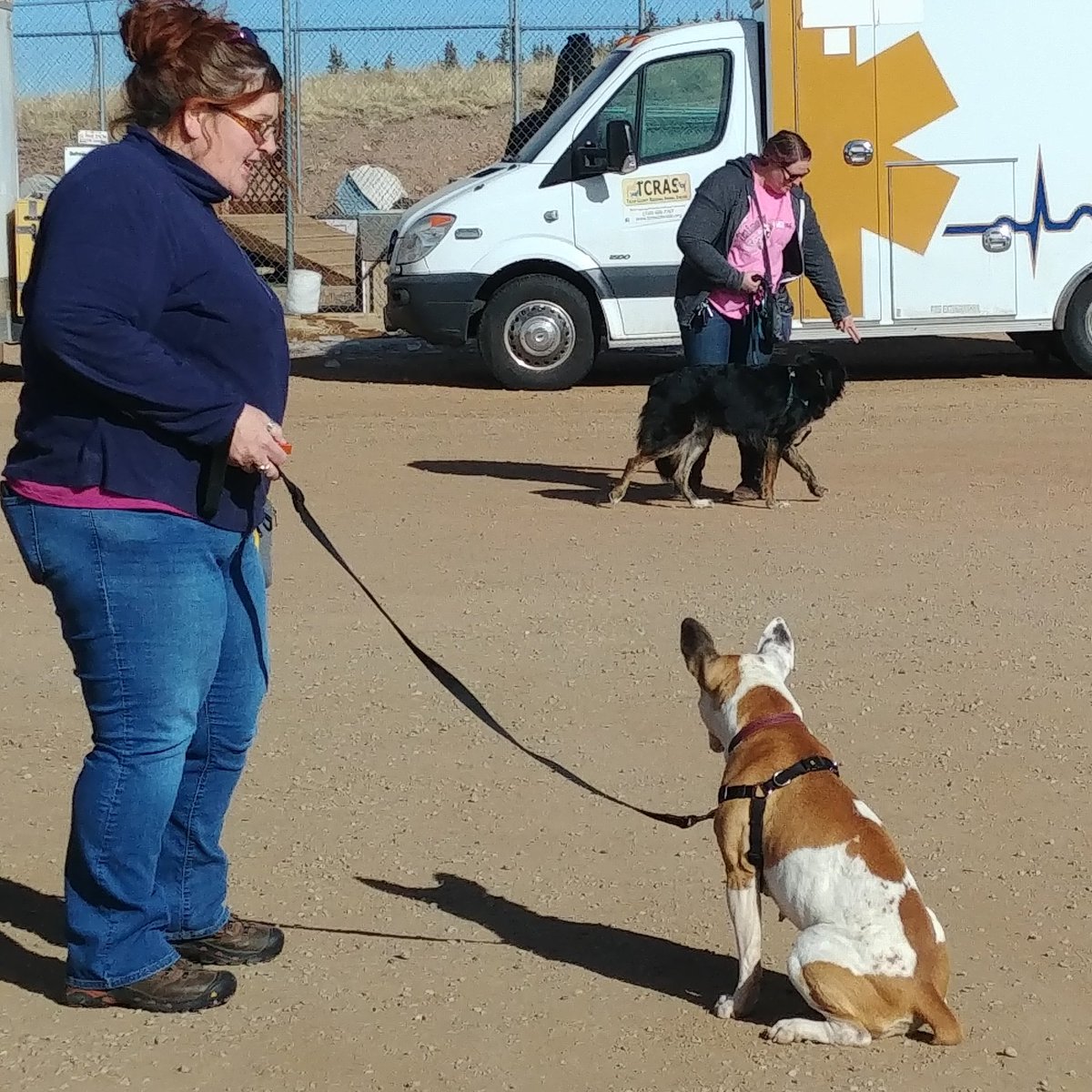 TCRAS's tweet photo. Thank you to our friends at All Breed Rescue &amp; Training for helping our staff learn some techniques to work with dogs experiencing reactivity! Like Gloria - a great dog, available for adoption, who responded SO WELL to training! #TCRAS @ABRTColorado #doglove https://t.co/eJQRygD80T