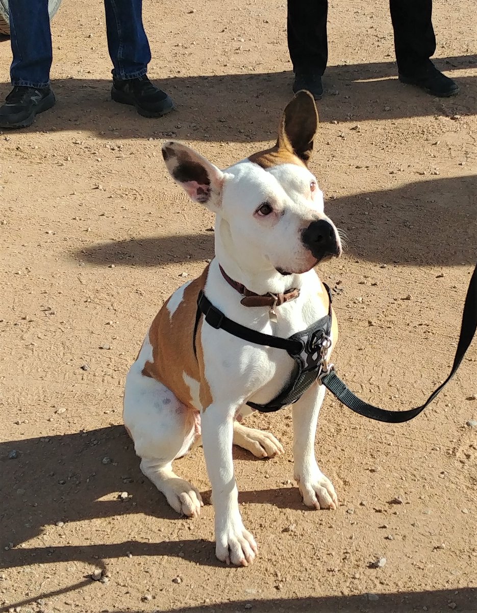 TCRAS's tweet photo. Thank you to our friends at All Breed Rescue &amp; Training for helping our staff learn some techniques to work with dogs experiencing reactivity! Like Gloria - a great dog, available for adoption, who responded SO WELL to training! #TCRAS @ABRTColorado #doglove https://t.co/eJQRygD80T