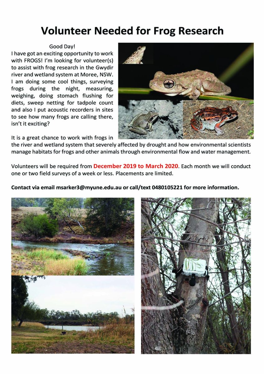 # Volunteer needed for Frog Research #
Bit of change in timing. Still anyone interested in volunteering frog survey at Moree, NSW. Hope I will start it soon.  Contact: msarker3@myune.edu.au or call 0480105221 or inbox me.
#lazer_une #ERS_UNE #frog