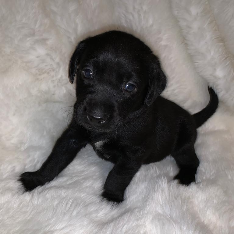 figzy94's tweet photo. Our little Champ 💕 https://t.co/5ydtFZWVkA