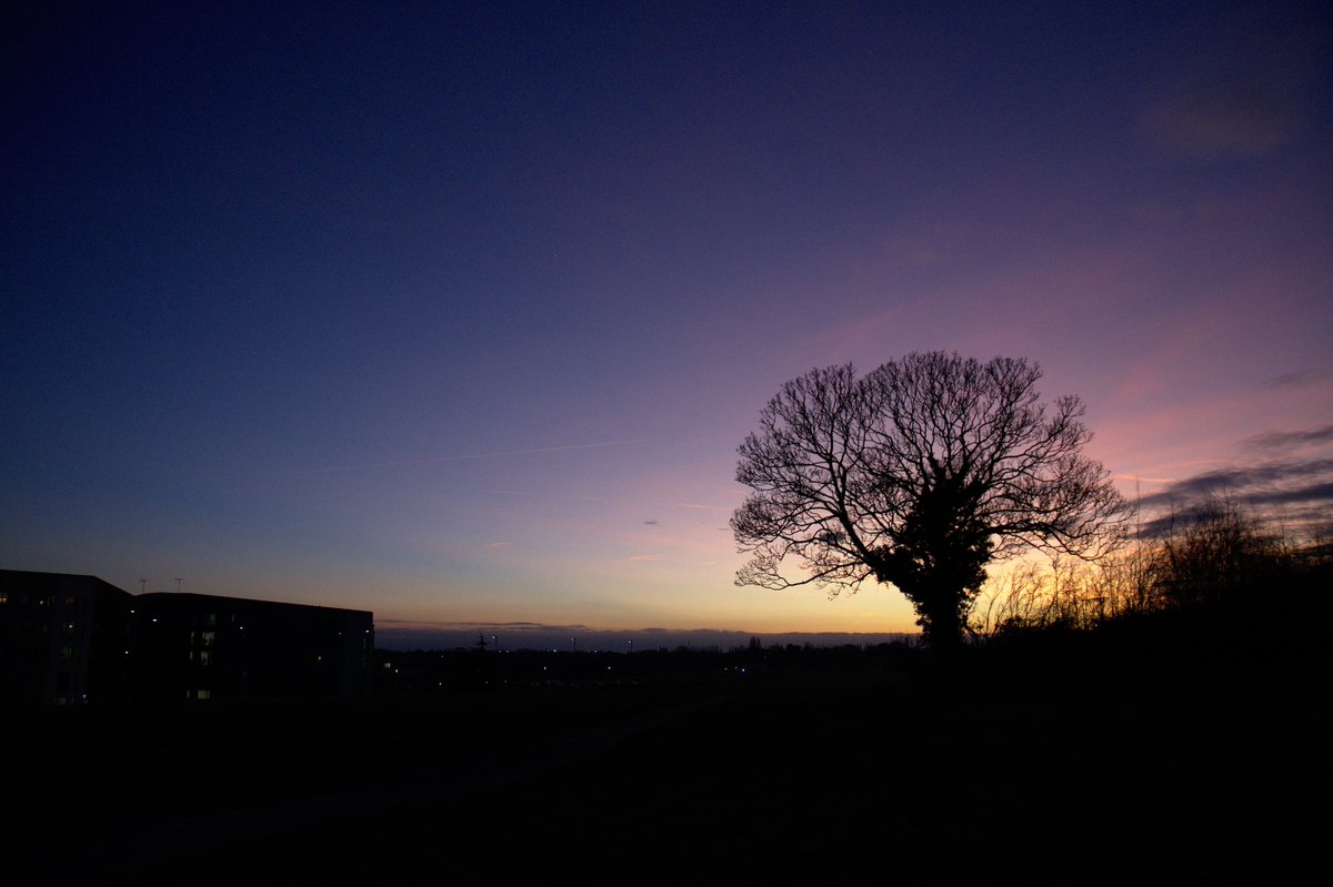 A tree silhouetted against the sunset sky