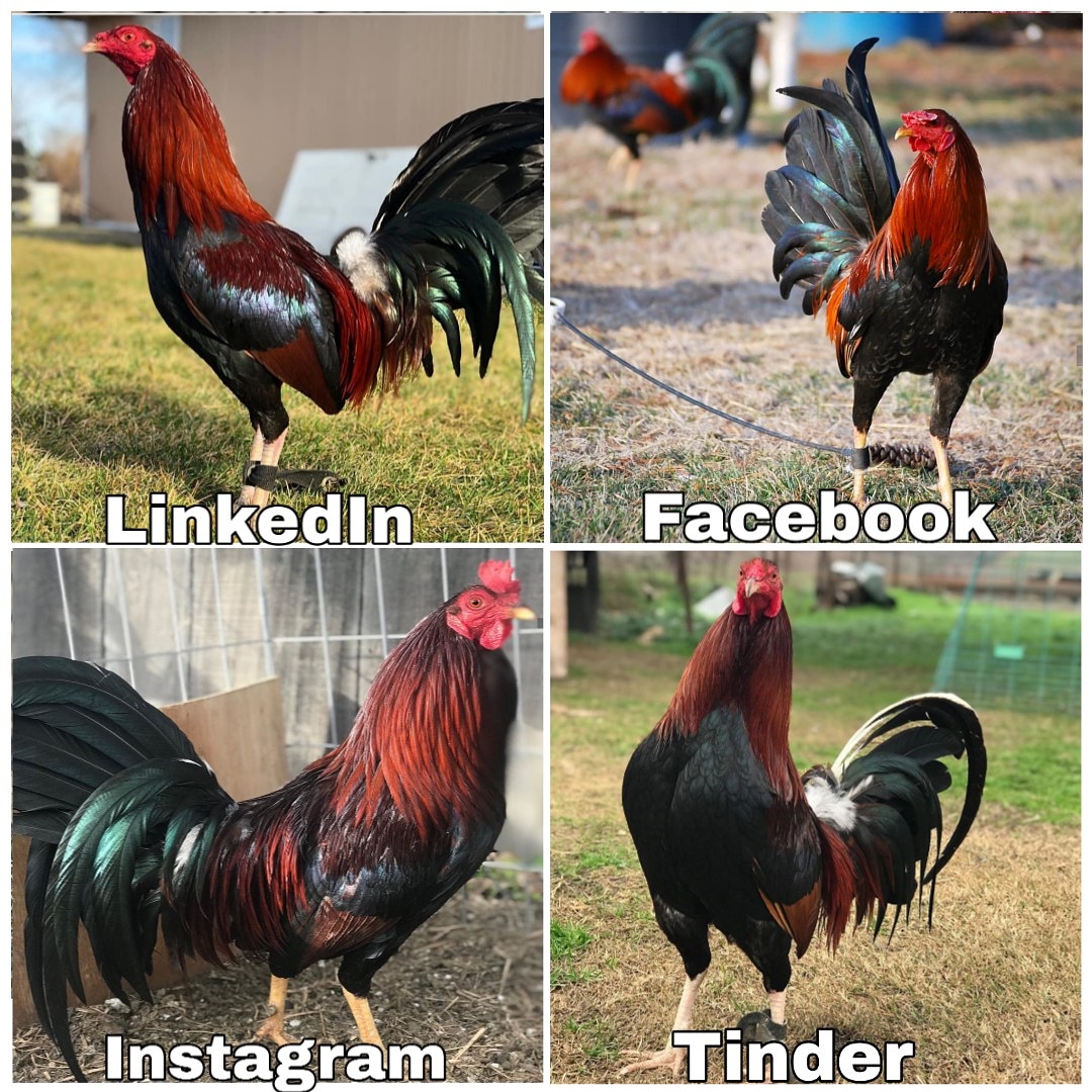SoloParaGallero's tweet photo. #dollyparton #dollypartonchallenge
#SoloParaGallerosMx #Leiper #McLean #Albany #Hatch #Gallos #Galleros #Giro #Negro #Rooster #Poultry #GallosGiro #GallosDePelea #GallosFinos #Gamefowl #GameflowBuddys #Sabong #GallosDeCombate #Criaderos #Backyyardbreeders #FelizMartes https://t.co/trLAmr8zxy