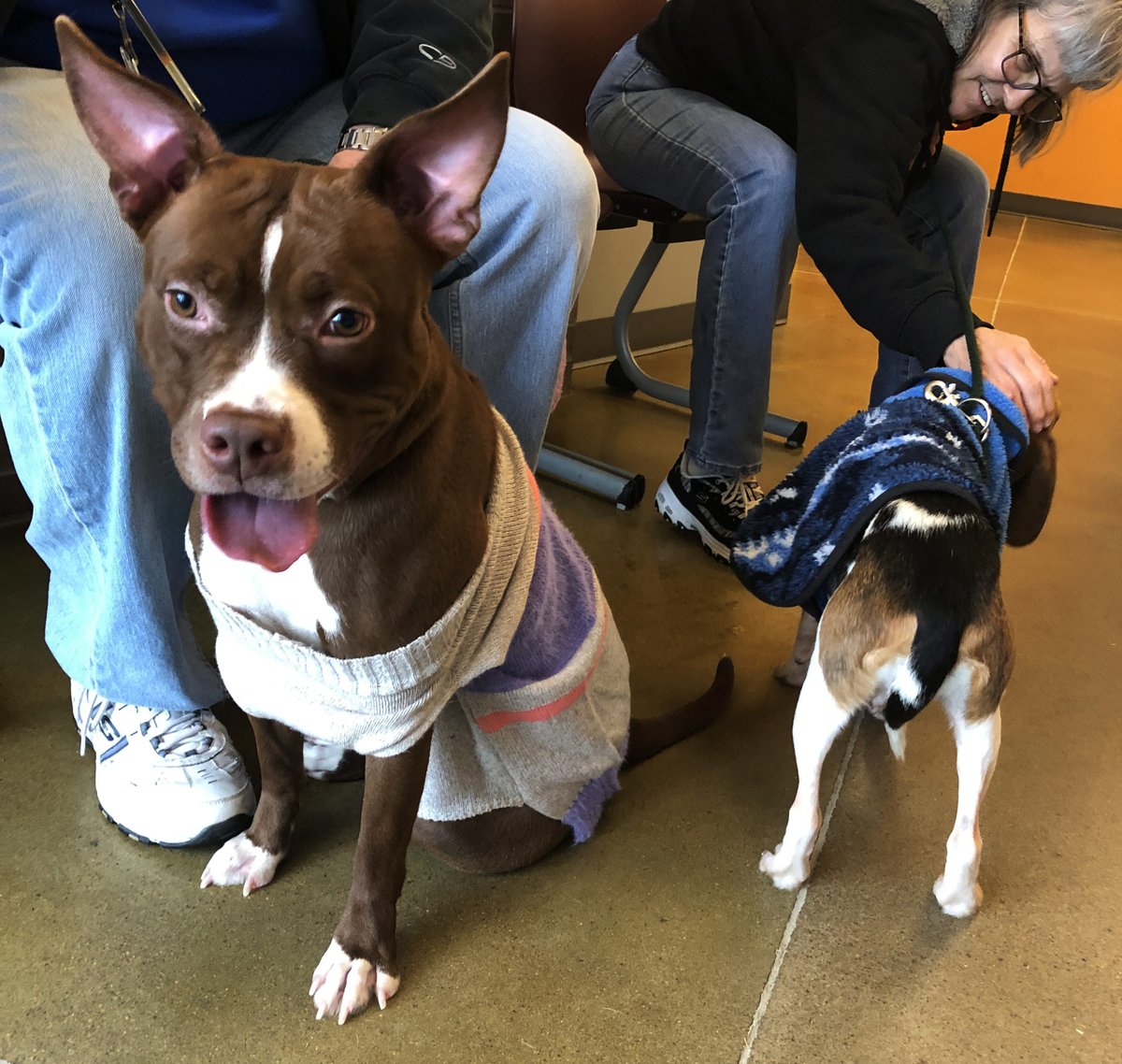 kshumanesociety's tweet image. FRIENDSSSSS 😍😍😍😍

Hershey and Missy are hanging out together this afternoon! These two sweet dogs are each looking for a loving home! ❤️

Give us a call if you'd like to place a hold on one of these two sweeties! 316-524-9196