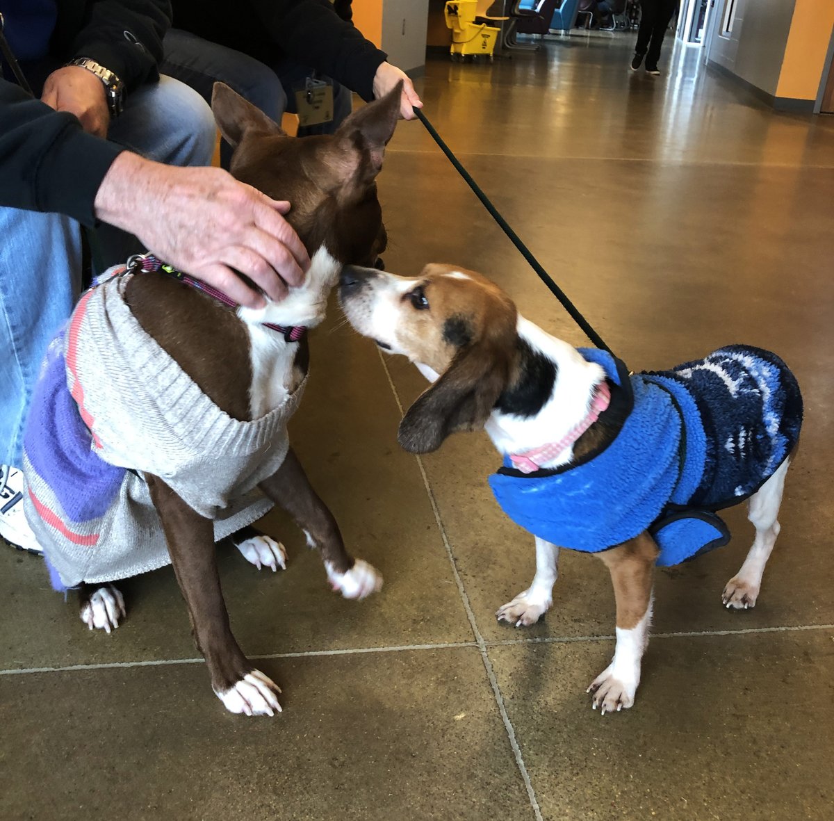 kshumanesociety's tweet image. FRIENDSSSSS 😍😍😍😍

Hershey and Missy are hanging out together this afternoon! These two sweet dogs are each looking for a loving home! ❤️

Give us a call if you'd like to place a hold on one of these two sweeties! 316-524-9196