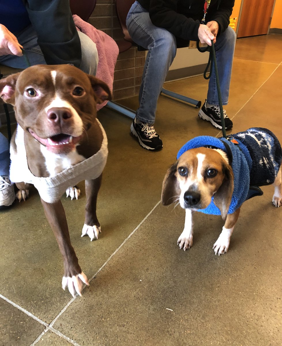 kshumanesociety's tweet image. FRIENDSSSSS 😍😍😍😍

Hershey and Missy are hanging out together this afternoon! These two sweet dogs are each looking for a loving home! ❤️

Give us a call if you'd like to place a hold on one of these two sweeties! 316-524-9196