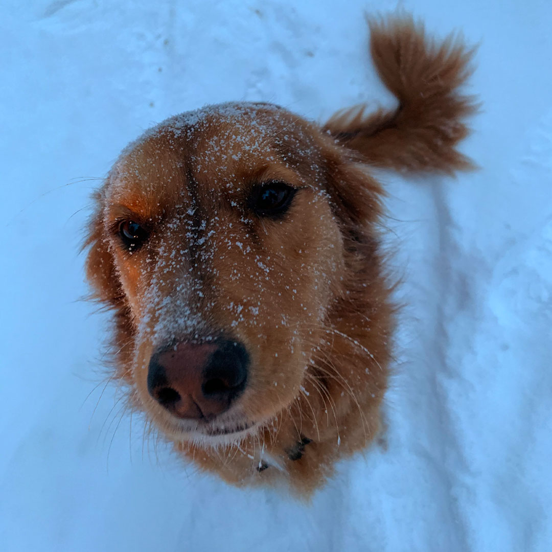 trueleafpet's tweet image. These Snow pups - Frankie &amp;amp; Belle are some of True Leaf's #hempdog ambassadors.