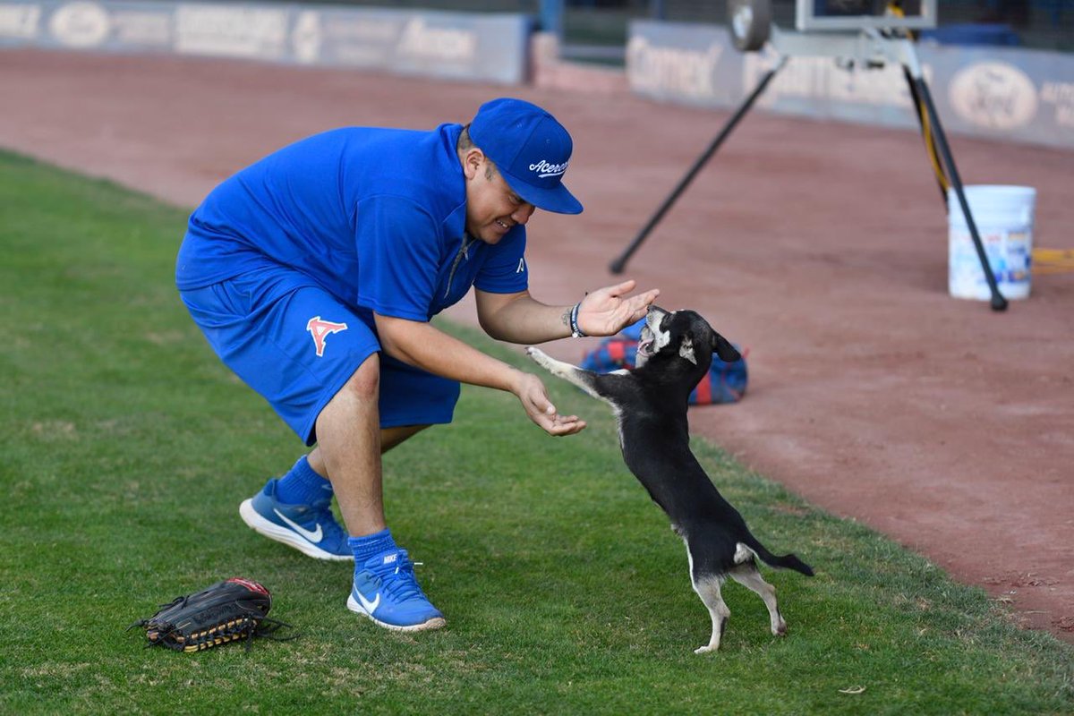 AcererosOficial's tweet photo. “Chucha” se une a nuestra práctica 🐕 ⚾️ #FURIAZUL 🏆 https://t.co/JswfeHEVil