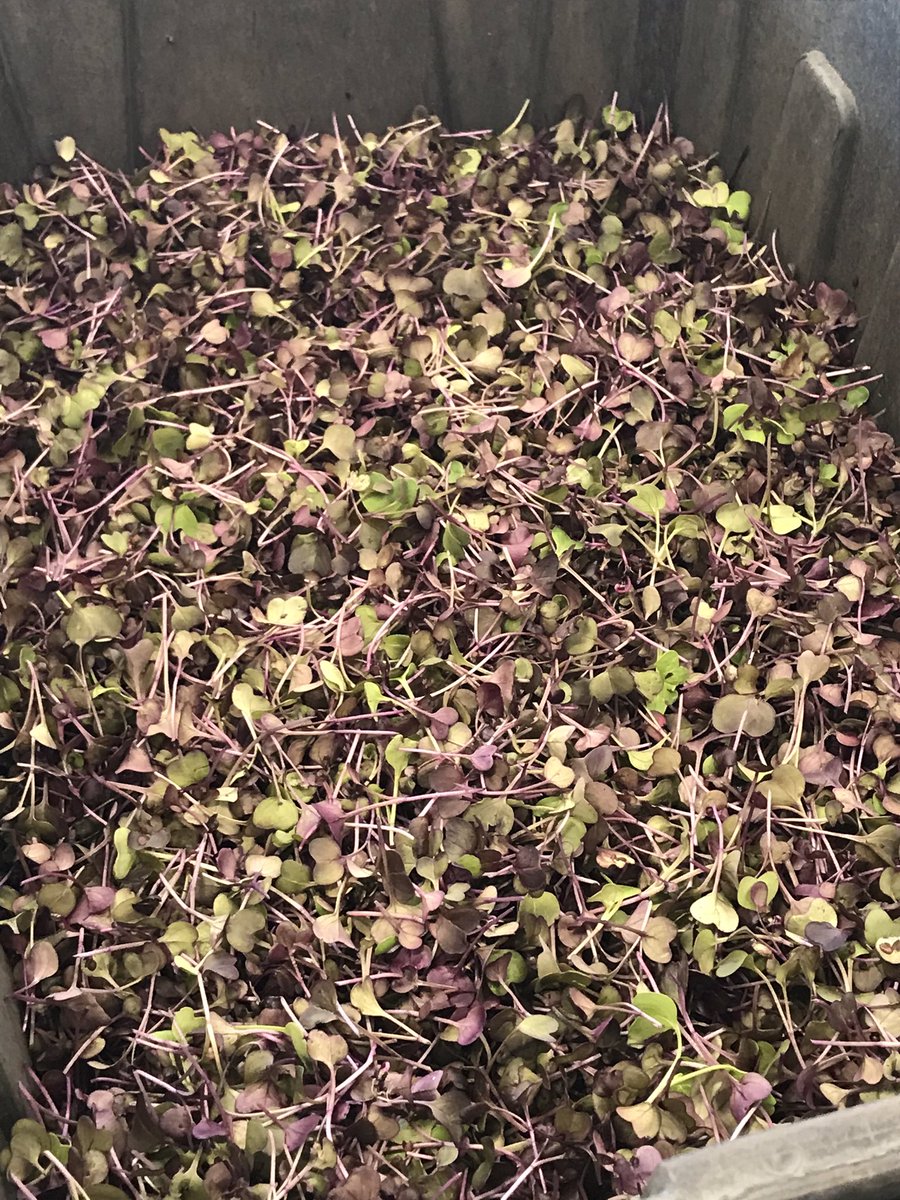 JacobSmith61's tweet photo. Enjoyed joining fieldwork today at City Roots and the Rosewood Market with @RidderAlicia and @RBHSGators AP Enviro. #organicfood #Agritourism  #RamboRadish #buylocal https://t.co/LfLBDPCMqy
