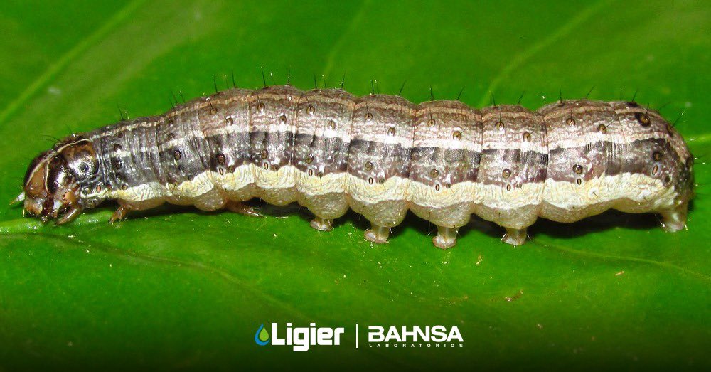 LigierAgro's tweet photo. Control de insectos ❌ . Desde @ligieragro recomendamos utilizar #VerdeBio para llegar al objetivo con buena calidad de #aplicación . #coadyuvante https://t.co/QjGMSla6we