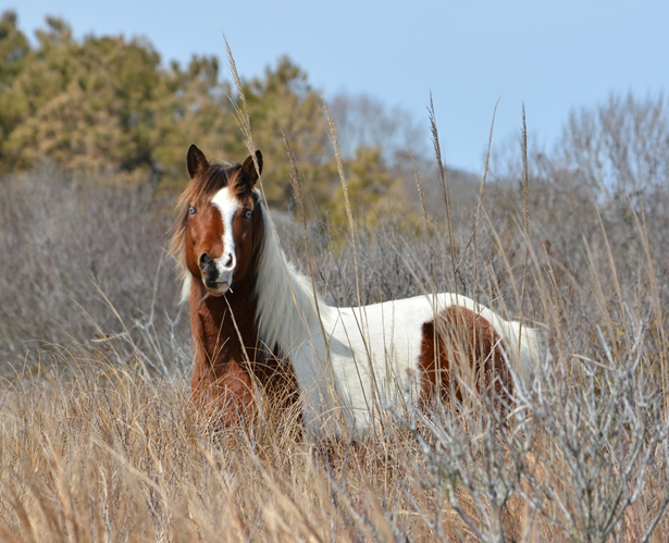 Horse in the tall grass along the beach.
