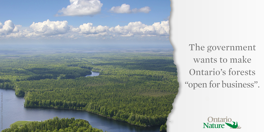 OntarioNature's tweet photo. The government is leading the province in the wrong direction. Let them know that we demand a forest strategy that supports sustainable logging and cares for nature. Sign and share our petition today: https://t.co/iZhigN20nD https://t.co/SCTVKcqnOq