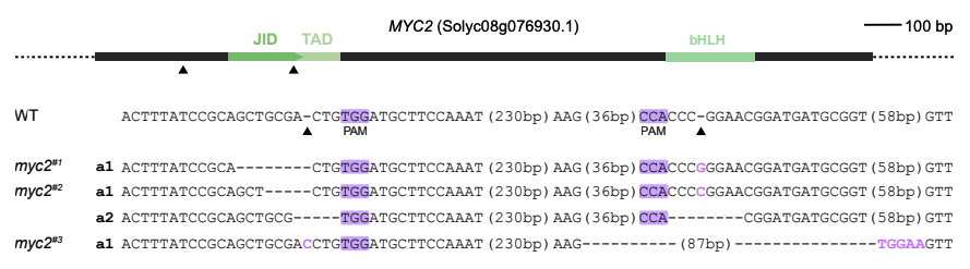 LaurensPauwels's tweet photo. Our new preprint is online! Lots of #CRISPR including #Cas9VQR to study glycoalkaloid biosynthesis in Tomato. #Jasmonate #MYC2 #COI1 With @milyron @GoossensLabVIB  https://t.co/AJlfrP0pcW https://t.co/23x0K7EeRC