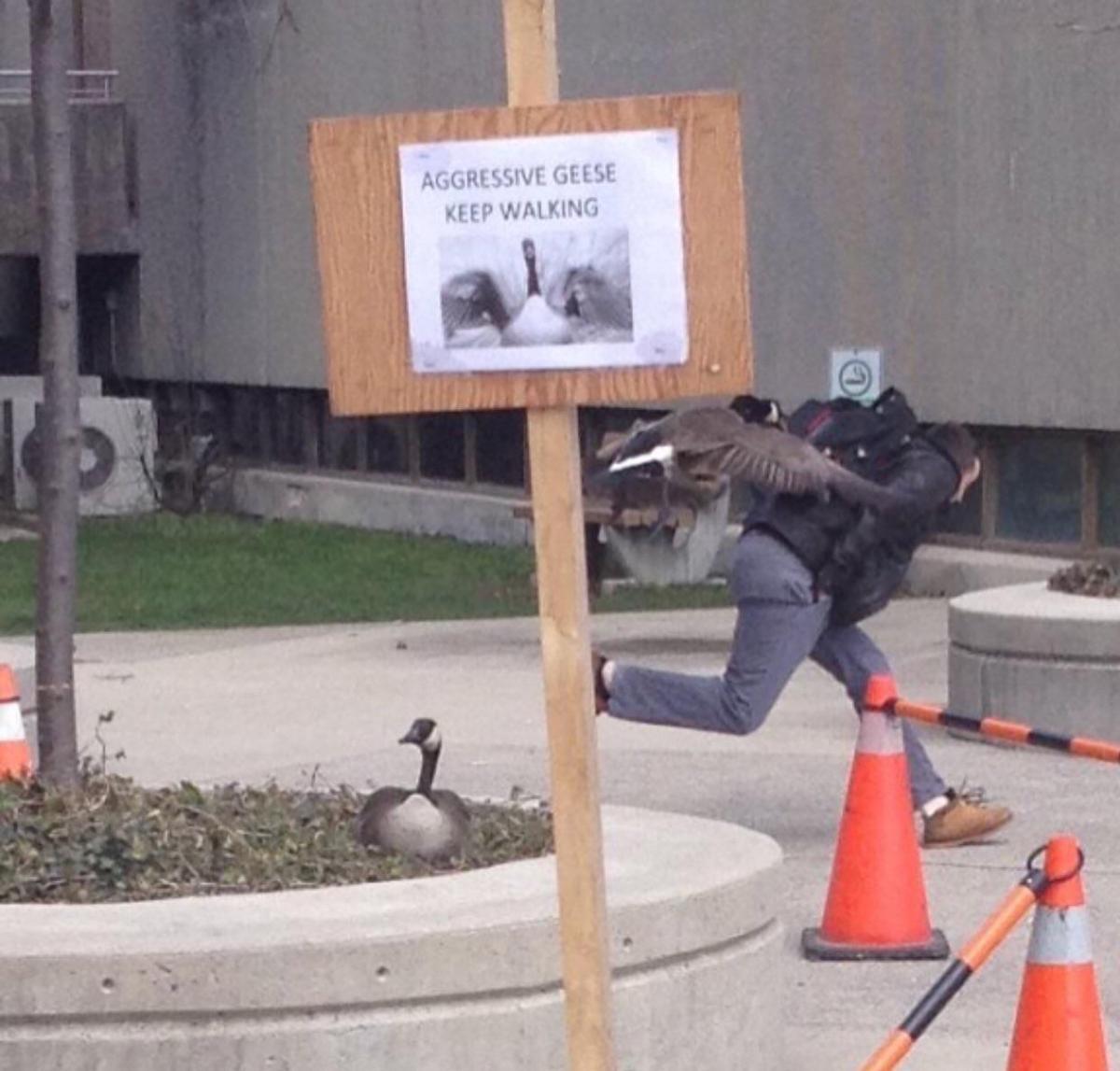 There's a sign that says "AGGRESSIVE GEESE — KEEP WALKING!"

Just behind the sign, someone is hunched over and a goose is on their head