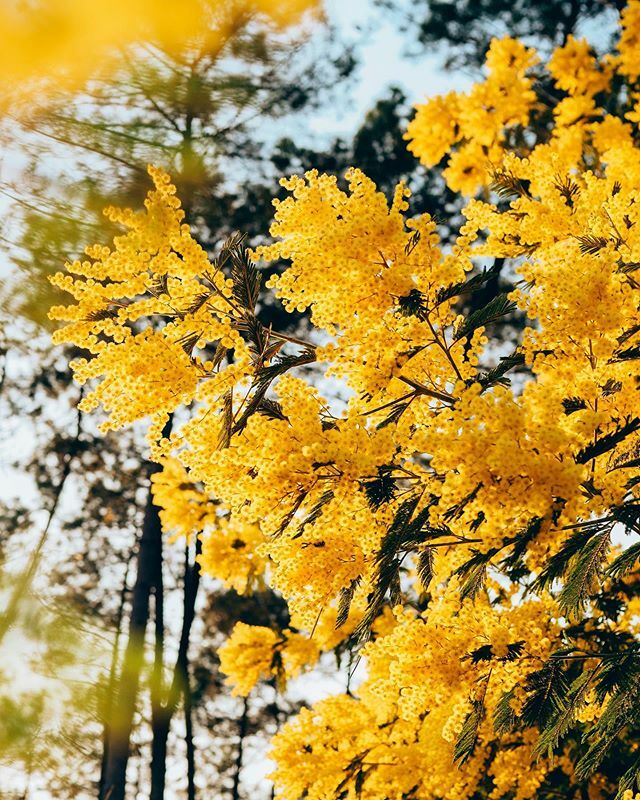 Voir fleurir le mimosa autour de la maison et à tous les coins de rues🌼🤩 c’est si beau, les balades deviennent encore plus belles🤍.
#passionmimosa #mimosa #yellowmood ift.tt/2Uf4MO7