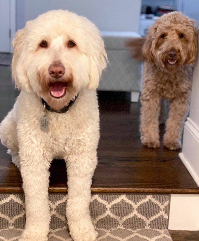 HIIIIIIIIIIIIIIIIIIIIIII!!!!!!! #bestbuds @gilbert_the_doodle #doodlecousins #bestfriends #chicagodoodles #himom #welcomehome #goldendoodle #minigoldendoodle ift.tt/2U3lQq1