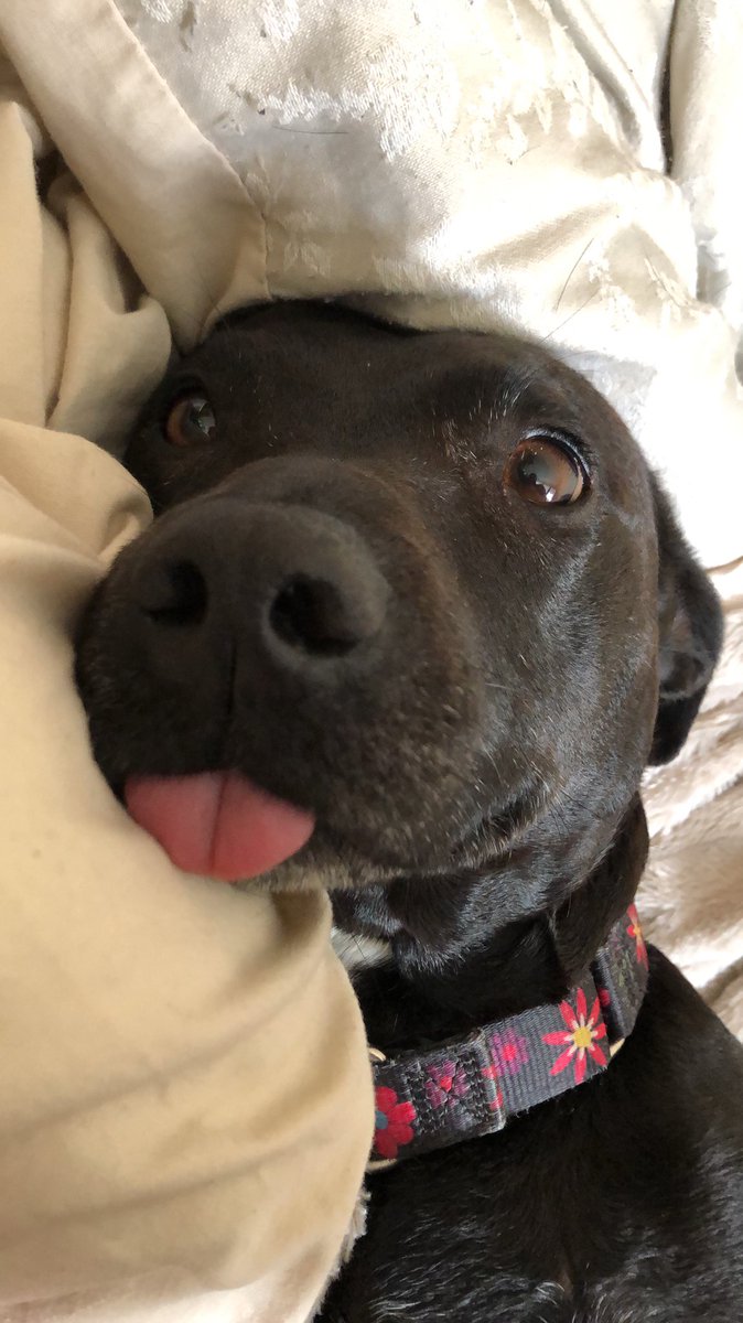 ChloeSingleton2's tweet photo. #TongueOutTuesday the cute edition https://t.co/DKlPPZE0e4