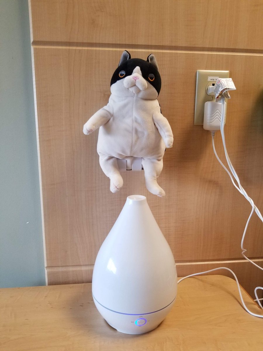 chetti's tweet photo. My cat at the hospital and my cat at home. #DarylTravels #RavenHome https://t.co/DJSUfm1CNX