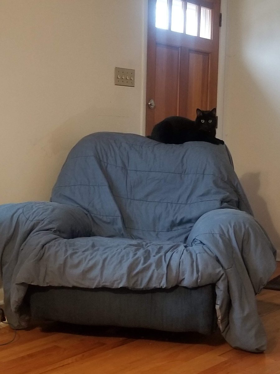 chetti's tweet photo. My cat at the hospital and my cat at home. #DarylTravels #RavenHome https://t.co/DJSUfm1CNX