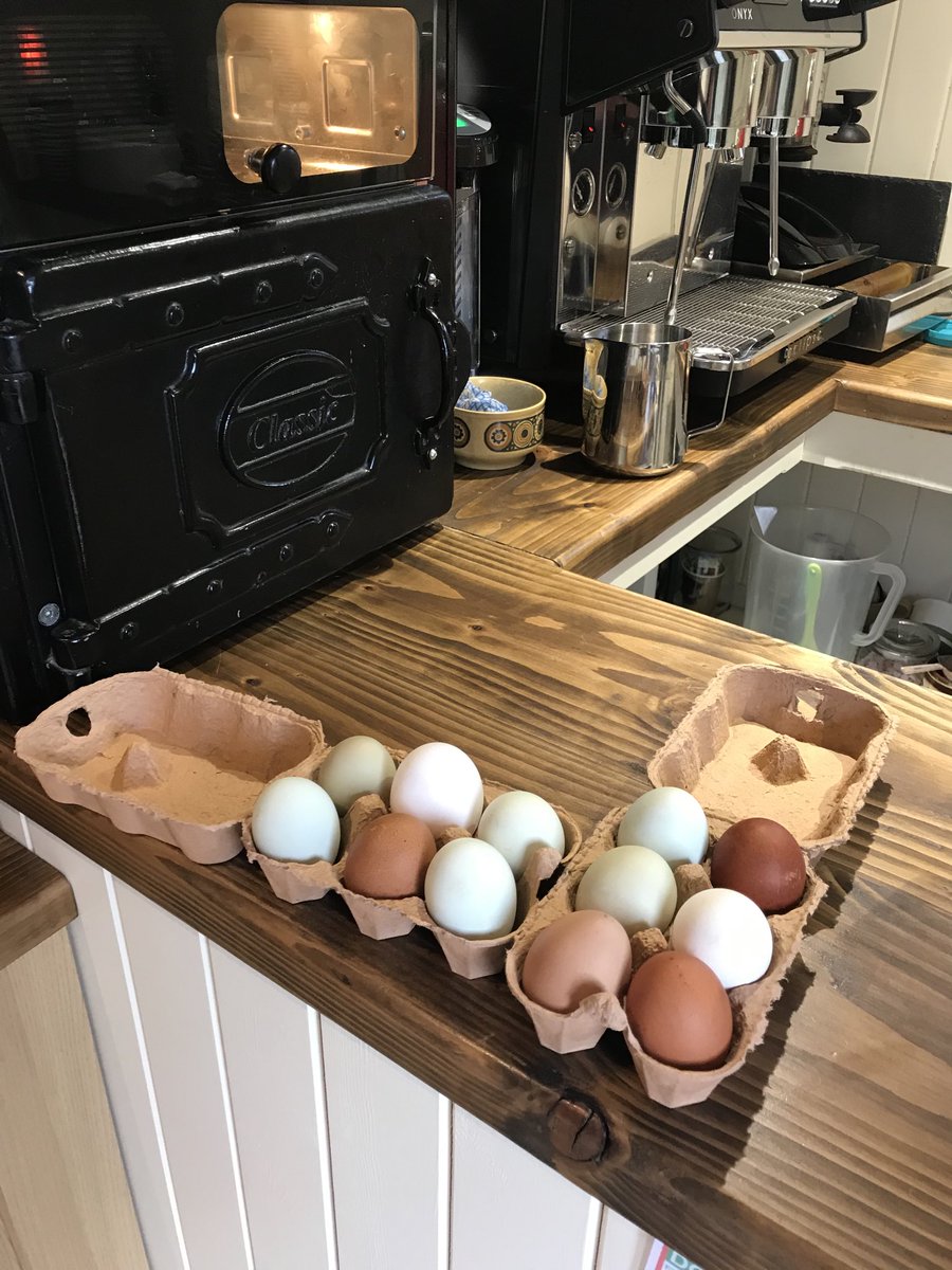 Ffynnonbeuno's tweet photo. Spring is early here at FB and the chucks are now all laying. We can tell who is working hard as they all lay different colours! Available from the Tea Hut along with boxes of duck eggs! Grab a coffee and some beautiful eggs whilst you are here! https://t.co/2oEJbY73Ky
