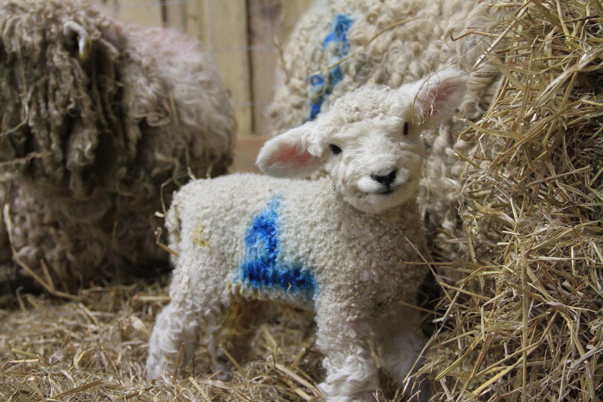 We are delighted to announce that this year we are expecting 72 lambs at The Lost Gardens! Last year we had little Marvin who sent the internet wild with his adorable, smiling face. Read all about our ewe scanning successes here…
heligan.com/news/ewe-scann…
