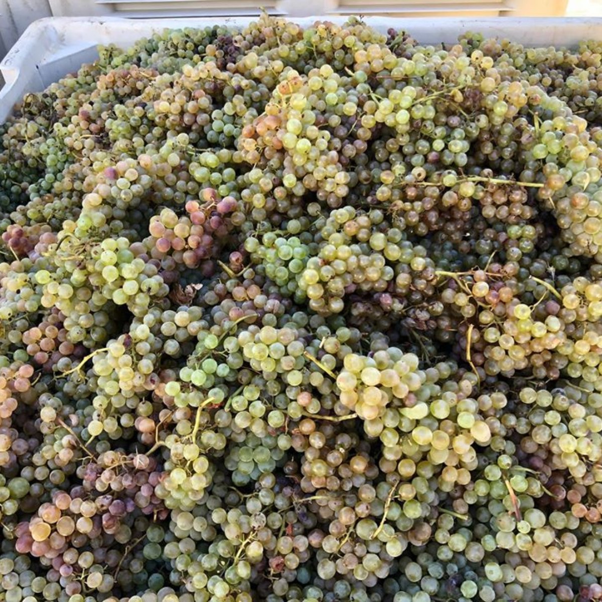 Stagecoach Wine Tours tweet media
