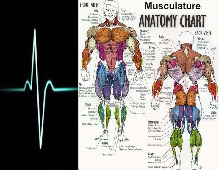 livewireathltx's tweet photo. F.Y.I every word including all the muscle names also the recognizable E.K.G symbol/livewire is owned by us. Copywrite 2011
Live Wire Enterprise https://t.co/Dp7gdmLe8q