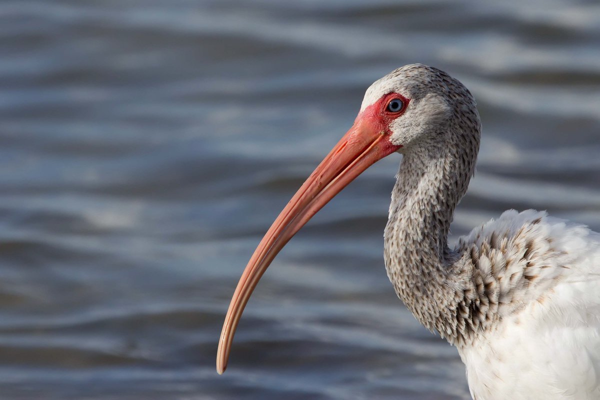 White Ibis photo by Jean Hall.