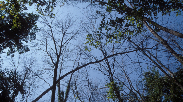 Forest Canopy after Emerald ash borer infestation. Bugwood photo by Daniel Herms, The Ohio State University.