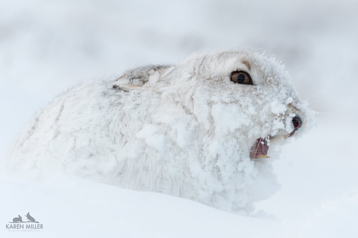 side-profie of mountain hare covered in snow yawning.