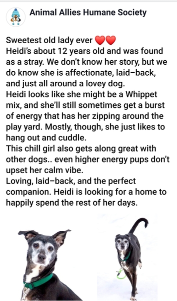 AdoptAAHSDuluth's tweet photo. Adoptable #Dog #Heidi_AAHSMN_01 #whippet blend https://t.co/DEKdrurQ3A https://t.co/MIapQf6D3L