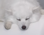 Electrogamer58's tweet photo. @jacksfilms @2ToesUp :o little cutie https://t.co/f1HfJtZvlt
