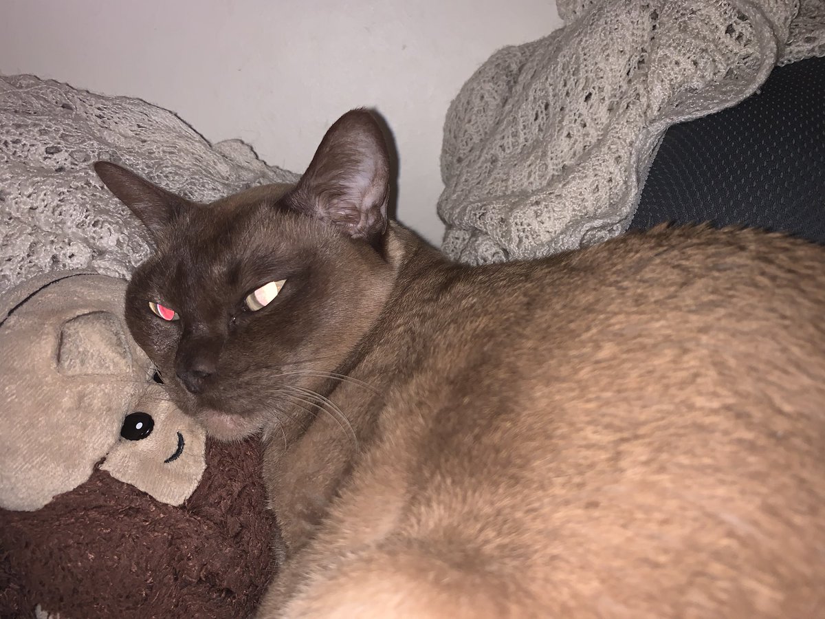 kittyellis14's tweet photo. @CAVETOWN And then I’ve got my fluffy snuggle partner, Minzy who I can always rely on to cuddle with me when I need some loving https://t.co/zaoqZD0XK1