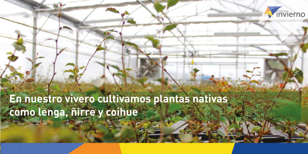 Contamos con un vivero de especies nativas, conocido como “Don Gonzalo”. Esta experiencia ha sido compartida con universidades y otros organismos para difundir las exitosas prácticas llevadas a cabo en Mina Invierno 🌱🌿 ​ #sustentabilidad #medioambiente #mineriasustentable
