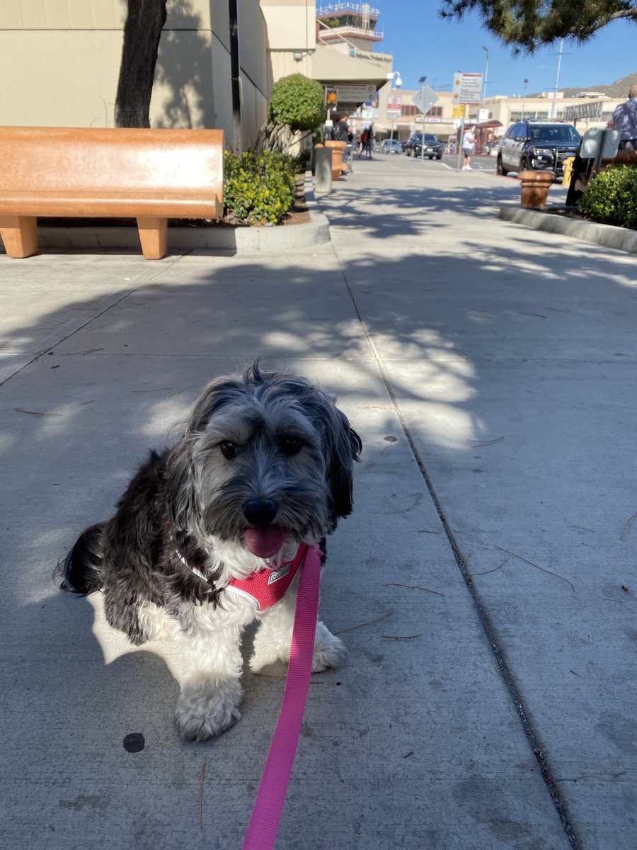 Gwynteresi's tweet photo. Ellie’s first airline flight and she did great! #DogsFlying #HollywoodBurbankAirport #Goldendoodle https://t.co/jtXdBDisG1