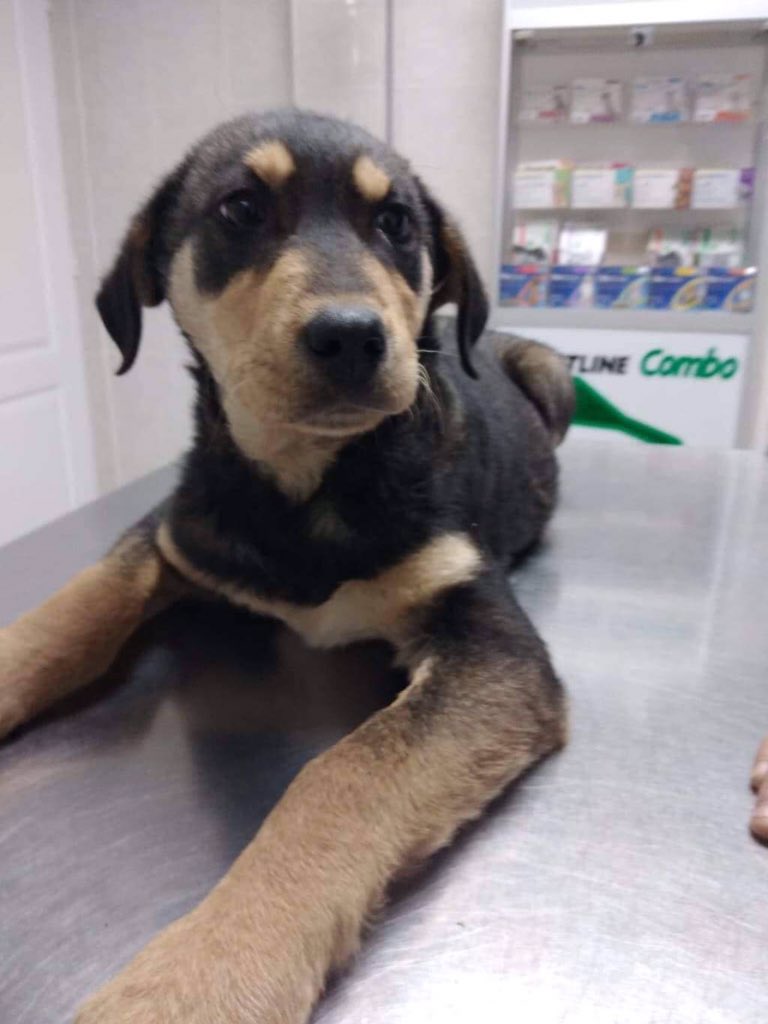 Adopt Don’t Shop tweet media