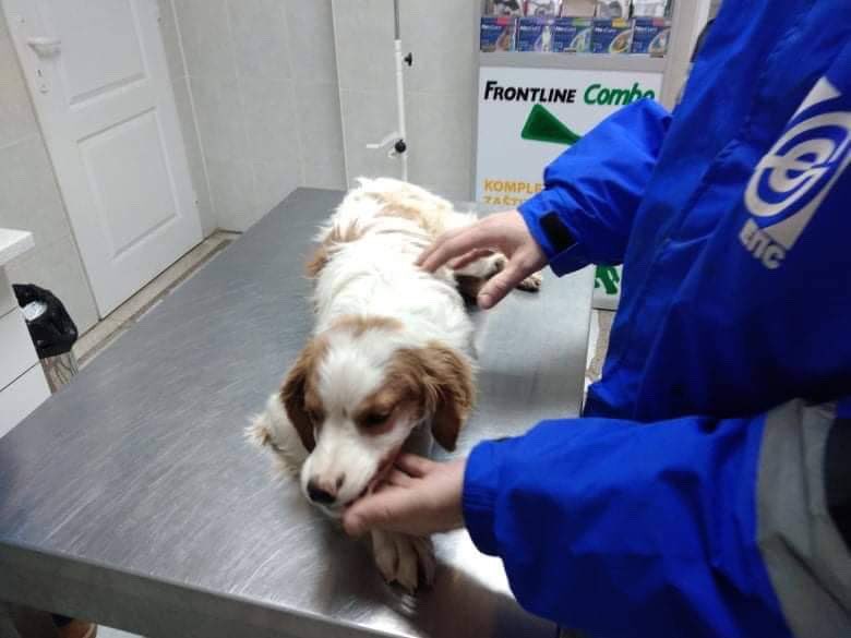 Adopt Don’t Shop tweet media