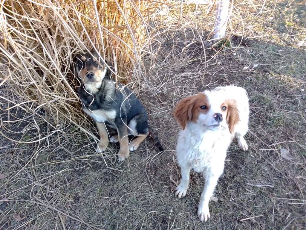 Adopt Don’t Shop tweet media