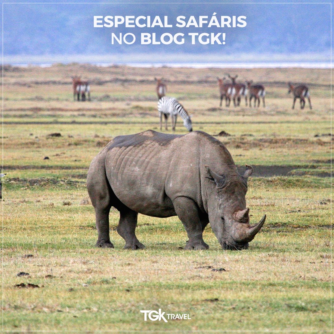 TGKTravel's tweet photo. Listamos opções de alguns dos melhores #safáris da #África, confira e se programe para uma viagem, a TGK te leva!

Leia mais em nosso Blog: https://t.co/o3VrOYZJ94 https://t.co/JEawRFjfIO