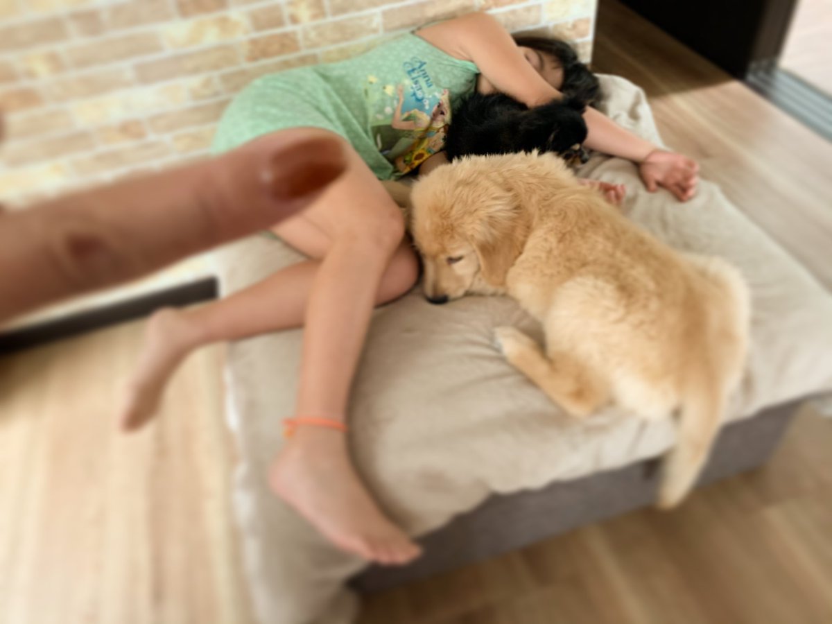Twitter पर Xxxnozom Xxx 1人と2匹て爆睡 Zzz アレンくん自分の大きさが あまりわかってないらしく 寝ながら落ちる 笑ッ 海ちゃんのパンチラ隠さないと ゴールデンレトリバー 犬 わんこ ゴールデンレトリーバー チワワ 娘 男の子 女の子 Twitter पर Xxxnozom Xxx 1人と2匹て爆睡 Zzz アレンくん自分の大きさが あまりわかってないらしく 寝ながら落ちる 笑ッ 海ちゃんのパンチラ隠さないと ゴールデンレトリバー 犬 わんこ ゴールデンレトリーバー チワワ 娘 男の子 女の子