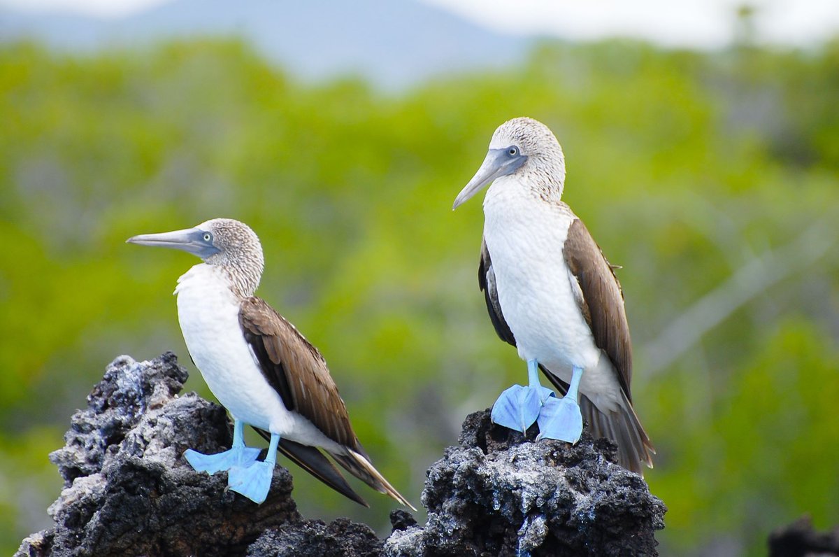 worldspreetours's tweet photo. World Spree's Best of #Peru and the #Galapagos #tour not only covers Peru, but also #Ecuador's #Galapagos Islands, where you'll see dozens of bird species. Blue-footed boobies are the stars. #WorldSpree #BlueFootedBoobies https://t.co/8I4lxuAmXV