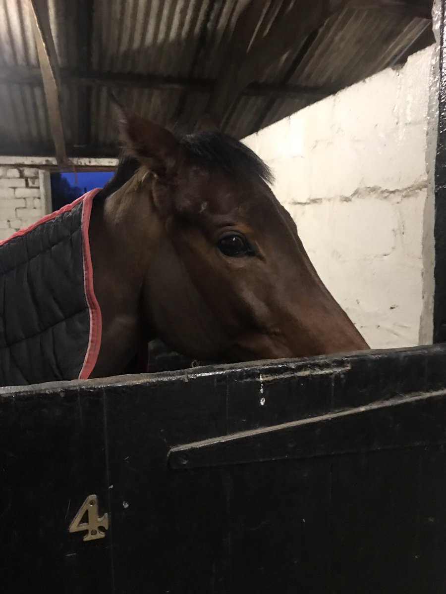 TD9Racing's tweet photo. Pleased to report Lady Villanelle is all good today after her race @KelsoRacecourse ๐๐ป We were definitely more pleased to see her than she was to see us ๐#earsback #thevillan https://t.co/no1a72kgBM